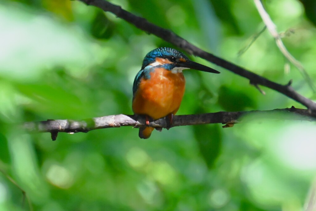 K川・中流域のカワセミ♂若 