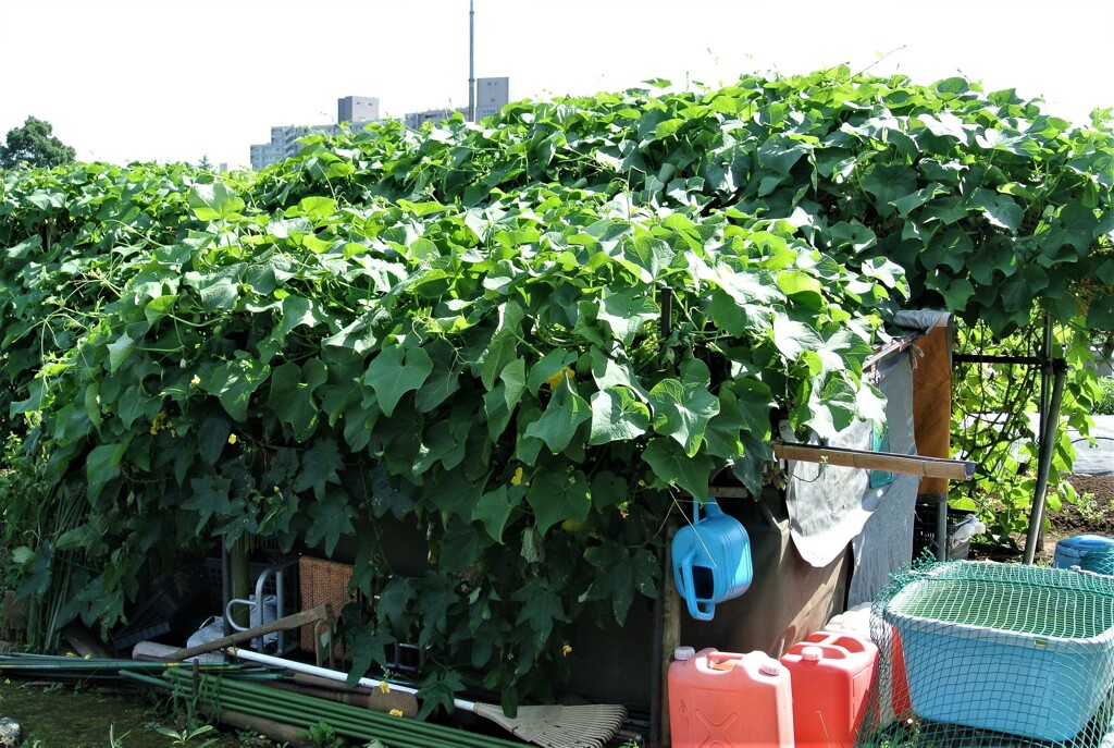 ハヤトウリにすっぽり覆われた小屋