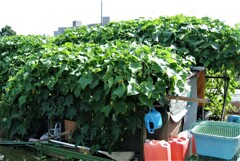 ハヤトウリにすっぽり覆われた小屋