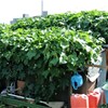 ハヤトウリにすっぽり覆われた小屋