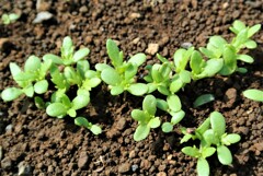 シュンギクの小さな芽