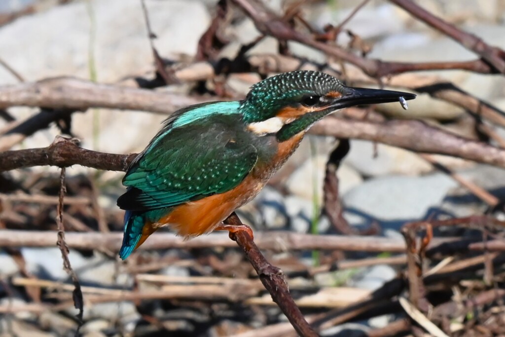K川中流域・小さな獲物を捕まえたカワセミ♂幼鳥