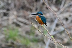 Ｋ川・中流域のカワセミ♂ 