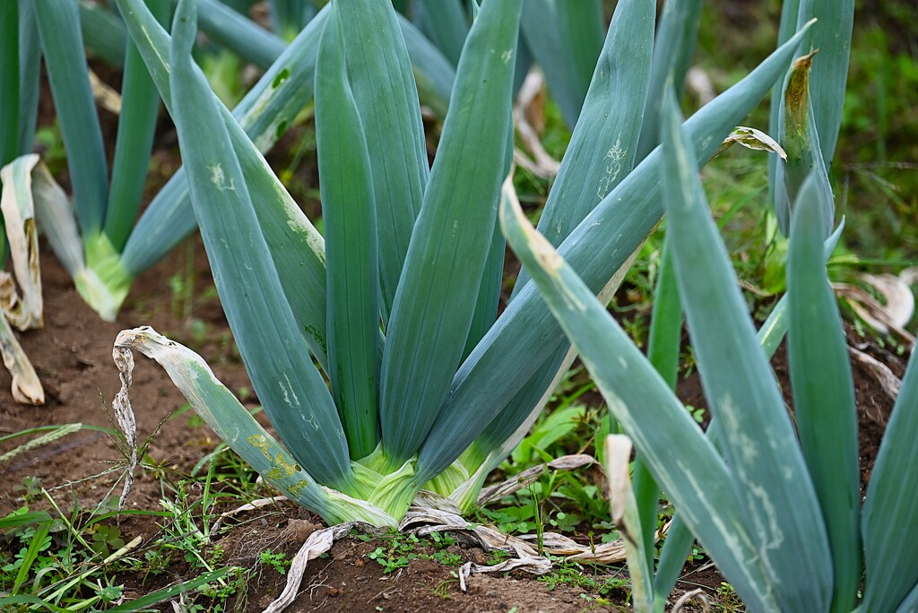 菜園・寒いと甘くなるシモニタネギ