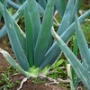 菜園・寒いと甘くなるシモニタネギ