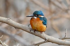 K川下流域・カワセミ♂若鳥