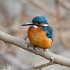 K川下流域・カワセミ♂若鳥