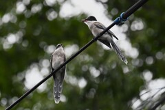 我が家の近所・オナガ巣立ちびな