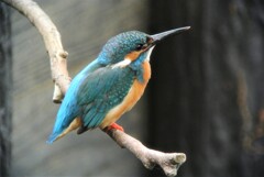 誰かが立てた止まり木？（カワセミ♂）