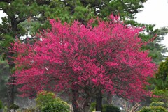 KR園・紅梅