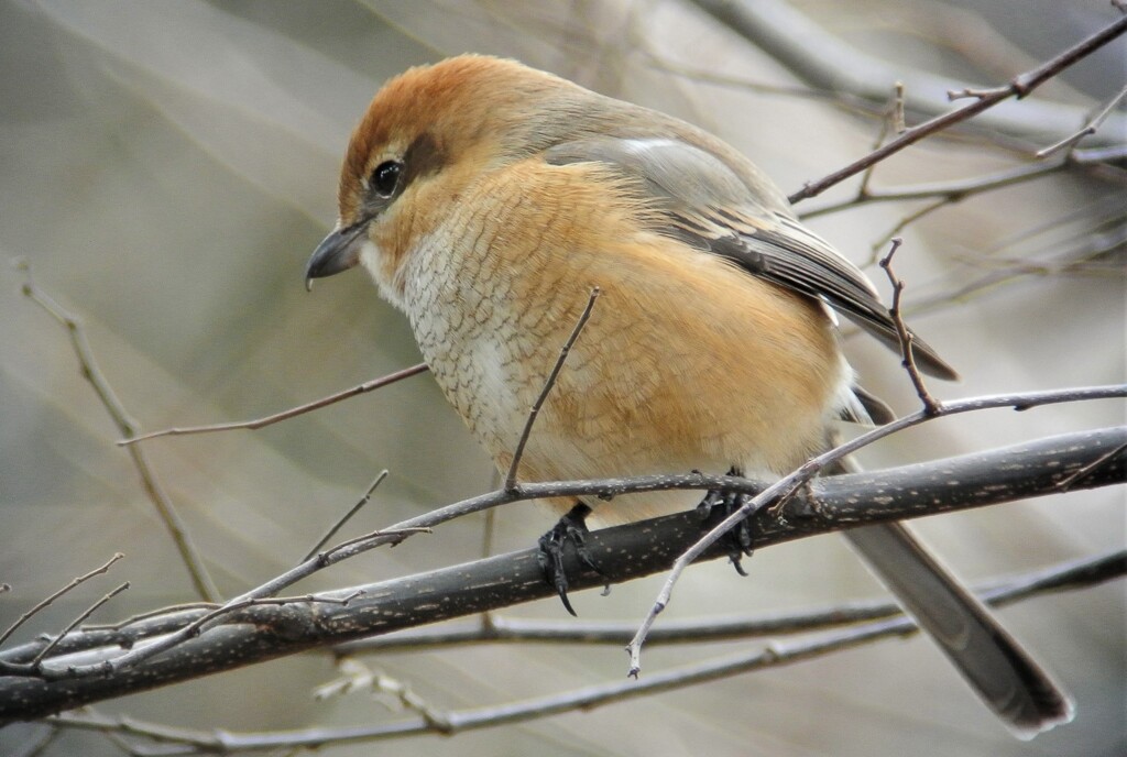 モズ♀