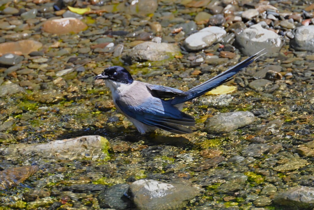 K川・オナガ、あ～気持ちいい～！！