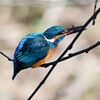 K川中流域・エビを捕ったカワセミ♂若