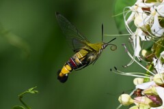 K川・オオスカシバとクサギの花