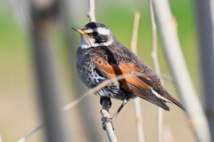 Ｋ川中流域・アリスイが居た枝にツグミ