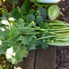菜園・カキナ改めツミナ