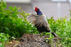 菜園・キジ♂ホロ打ち 