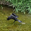 K川・カワウ飛び立ち