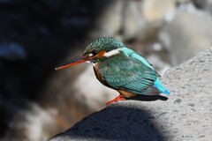 K川中流域・カワセミ♀