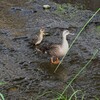 Ｋ川源流域・カルガモ9羽のひな家族