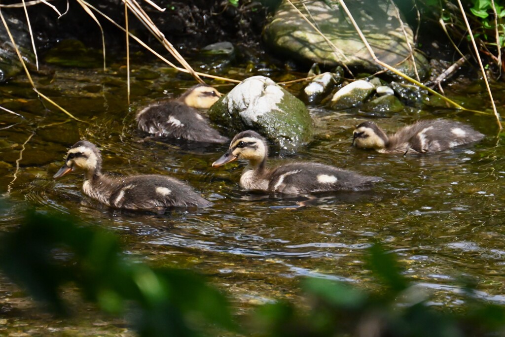 K川・カルガモひな4羽健在 (1)