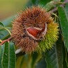 K川沿道脇・栗の実を吸うカメムシ