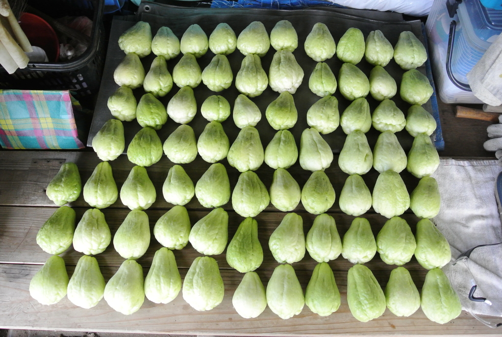 10月21日のハヤトウリ収穫