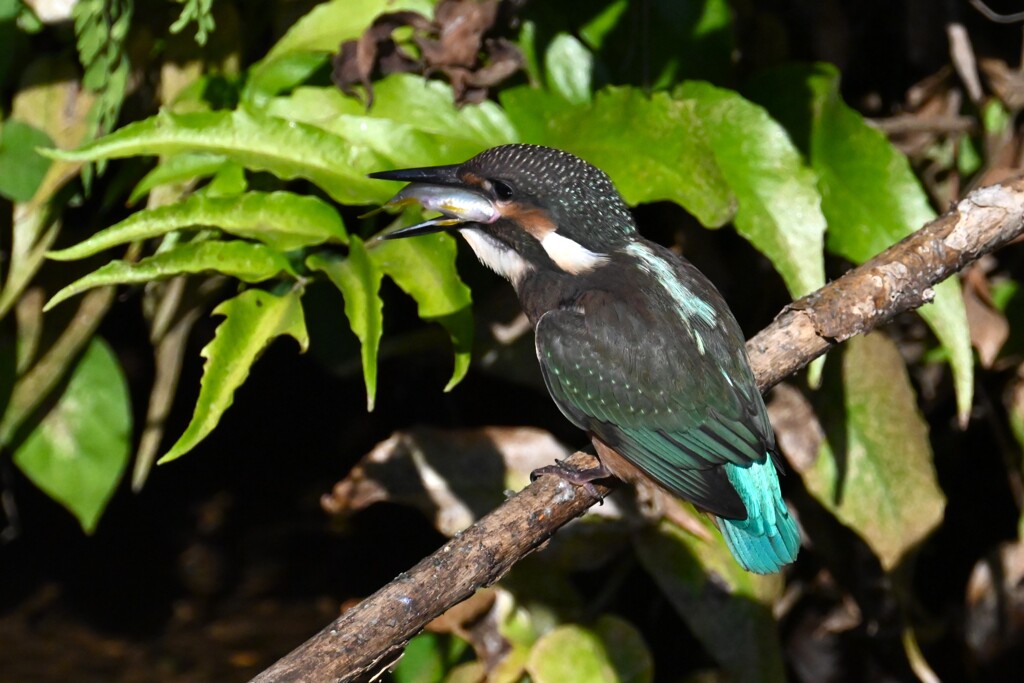 用水路・カワセミひなへの給餌（用水路で初見初撮り）