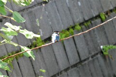 今日お別れ9時56分のカワセミ♀
