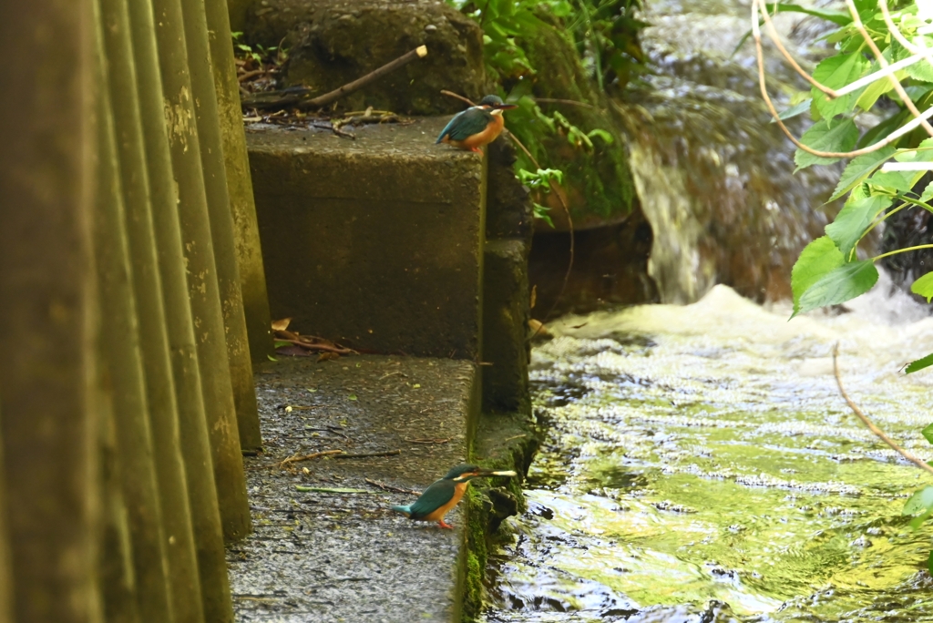 用水路・カワセミカップル(♂がプレゼントを・・)