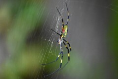 用水路・ジョロウグモ