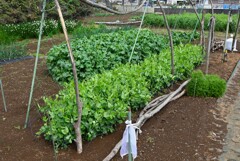 菜園・いよいよキヌサヤの花が咲いてきた