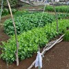 菜園・いよいよキヌサヤの花が咲いてきた