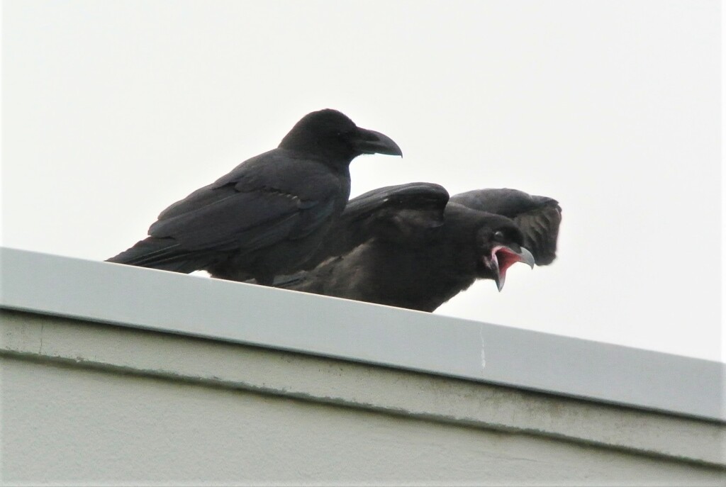 ベランダよりハシブトガラスひな