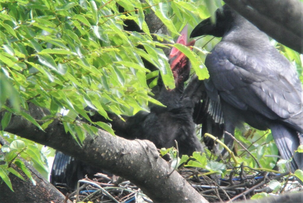 つばさも大きく立派に・・