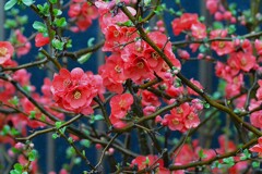 連絡道・ヒボケ