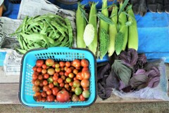 7月16日の夏野菜収穫