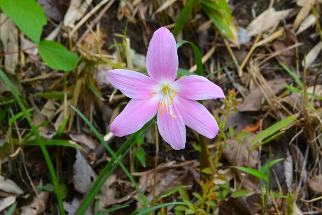 用水路・イヌサフラン