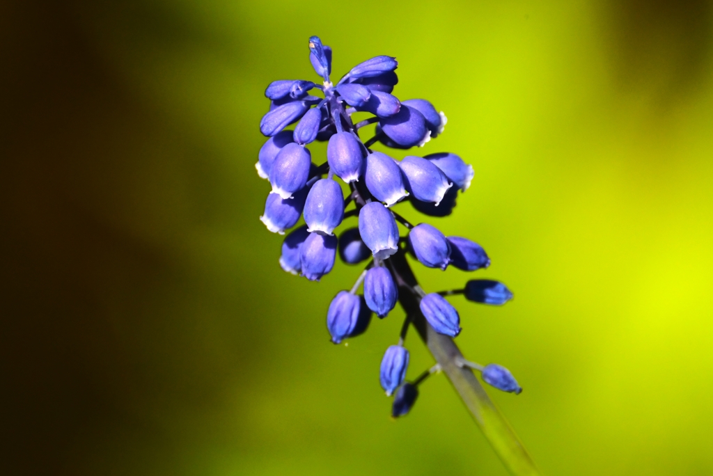 用水路・ムスカリ