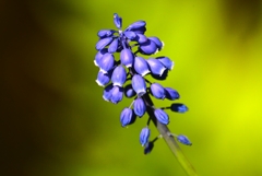 用水路・ムスカリ