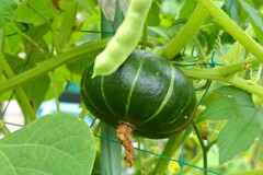 菜園・ミニカボチャとモロッコインゲン