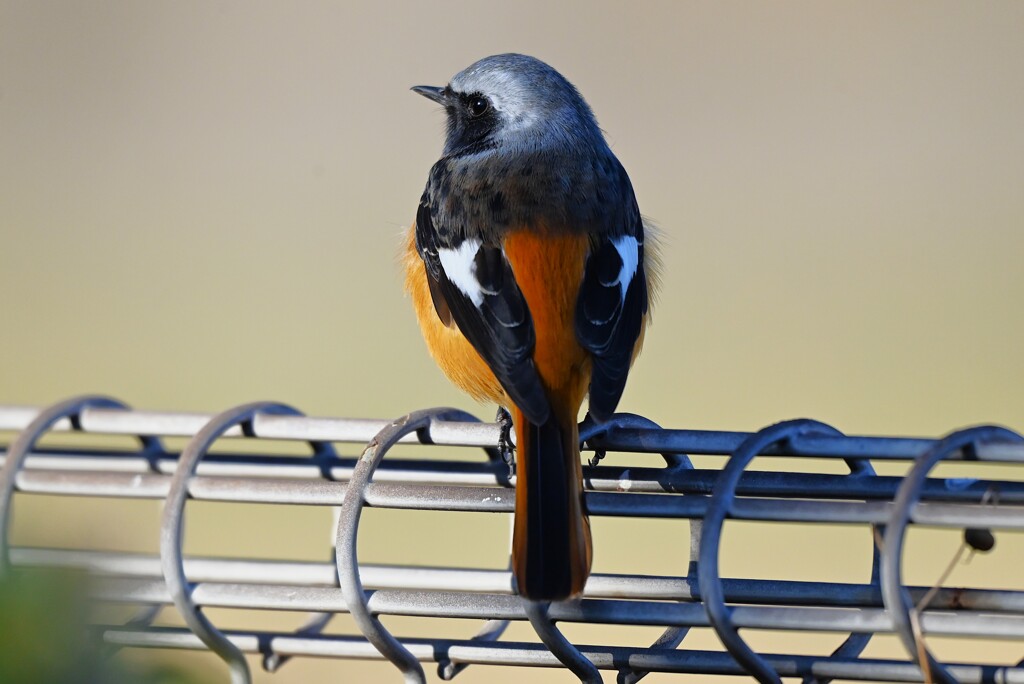 K川下流域・紋付を見せるジョウビタキ♂