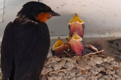 ツバメ・5か所の内、5羽のひな確認