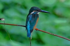 都内S川・カワセミ♂