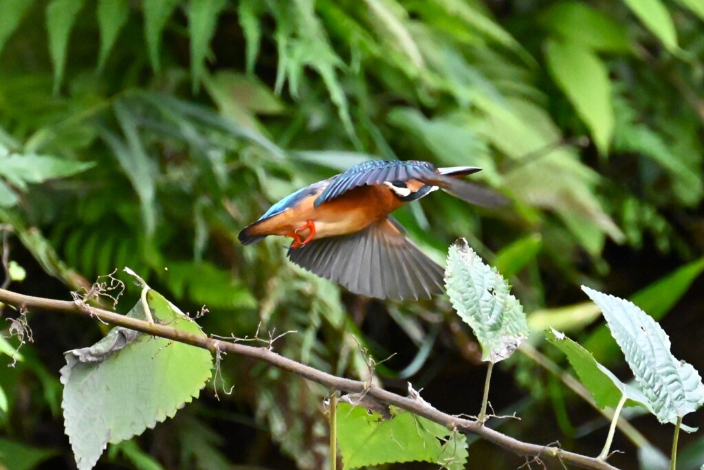 用水路・カワセミ♀飛び出し