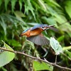 用水路・カワセミ♀飛び出し