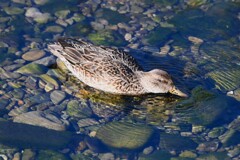 K川・コガモ♀採餌中