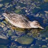 K川・コガモ♀採餌中