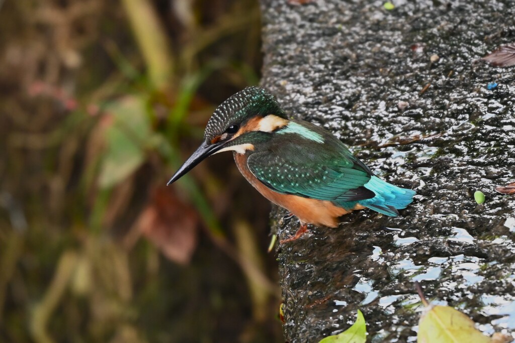 K川中流域・カワセミ♂幼鳥 