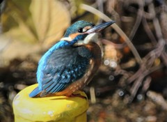 カワセミ♂若